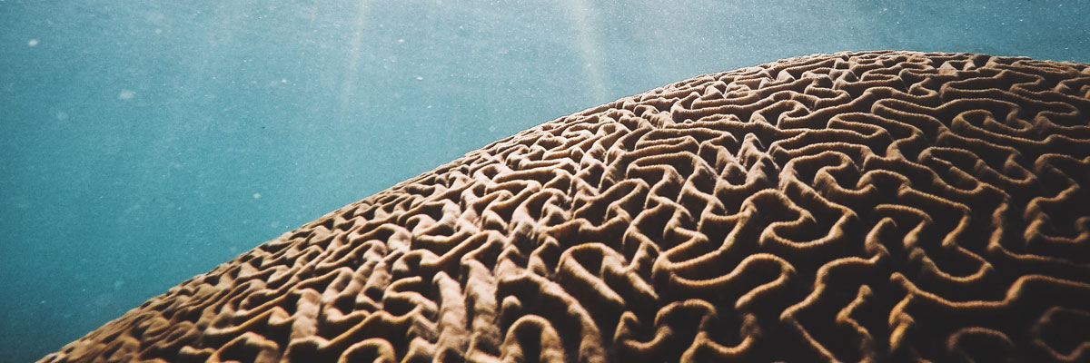 brain coral in clear water